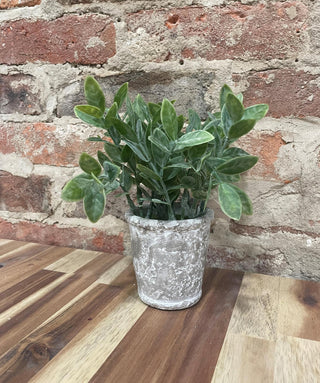 Powder Tea Leaf in Dark Grey Cement Pot