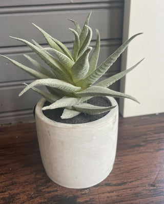 Succulent - Stone planter